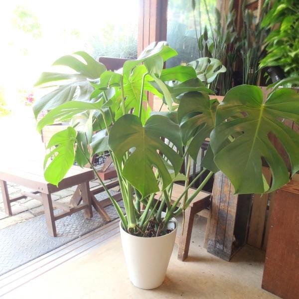 モンステラ デリシオーサ 7号鉢サイズ 鉢植え 観葉植物 ミニ