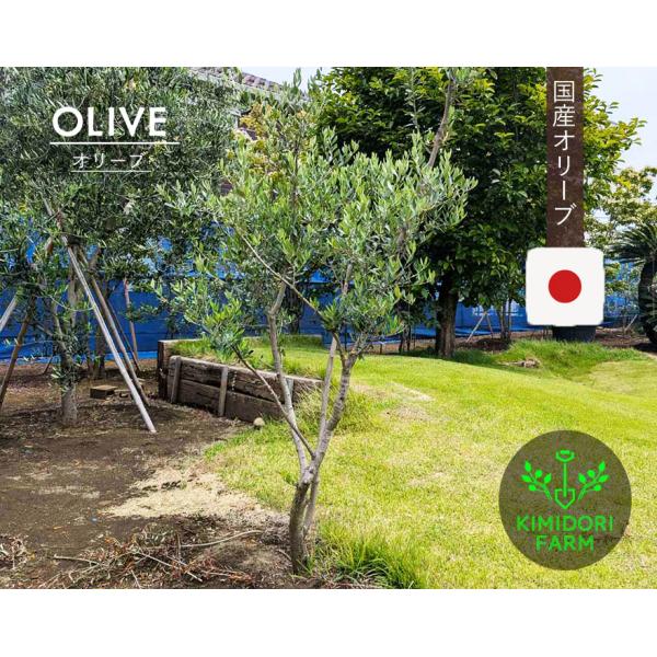 国産 オリーブ オリーブの木 約1.8m 植木 シンボルツリー 鉢植え