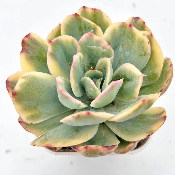 多肉植物 エケベリア ルエラ錦 7.5cmポット苗 : ハニーミント - 通販