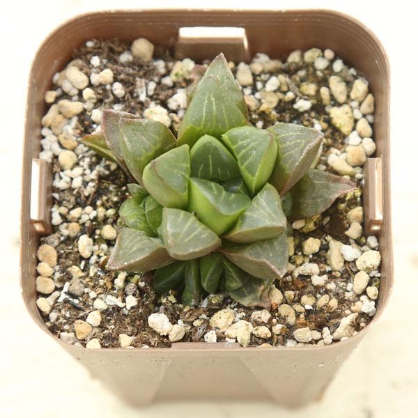 多肉植物 ハオルチア ピリフェラ ロングリーフ 7.5cmポット苗 : ハニー