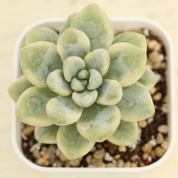 多肉植物 セダム クラバツム錦 7.5cmポット苗 : ハニーミント - 通販