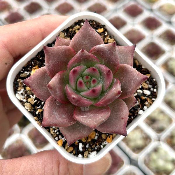 多肉植物 エケベリア ブラッドルオ 7.5cmポット苗 : ハニーミント