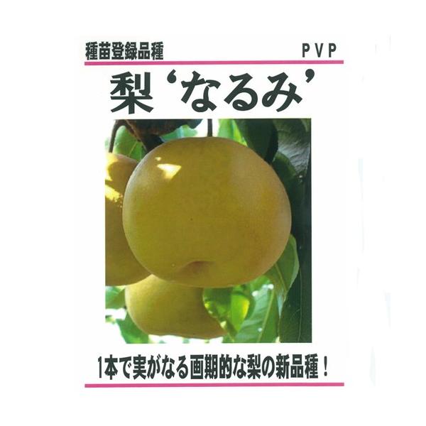 梨(なし)苗木 なるみ : 植物・園芸専門店 花育通販Yahoo!店 - 通販
