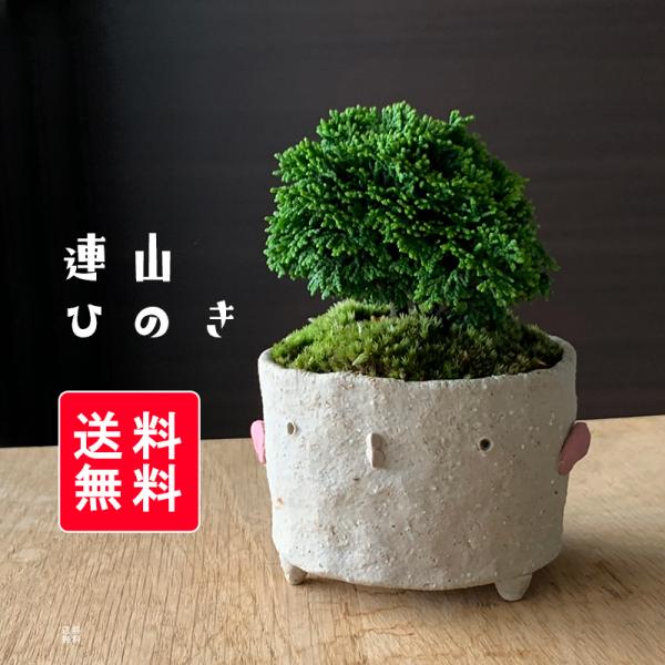盆栽 連山ヒノキ 連山檜 鉢 真山茜 細やかな葉 一年中葉が楽しめる