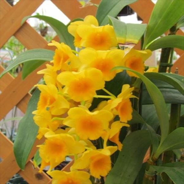 latestplants2019_l231208014
