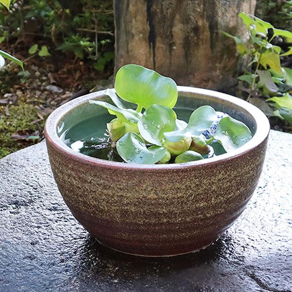 信楽焼 睡蓮鉢 メダカ鉢 おしゃれ めだか鉢 陶器 水鉢 ビオトープ