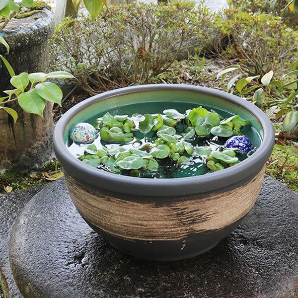 信楽焼 睡蓮鉢 メダカ鉢 おしゃれ めだか鉢 陶器 水鉢 ビオトープ