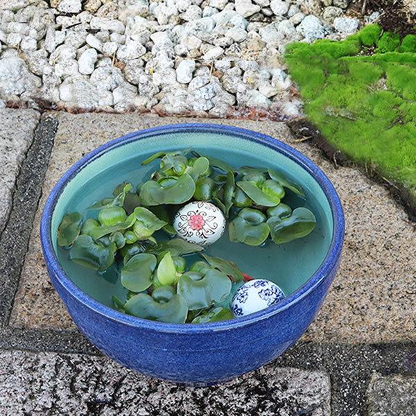 信楽焼 睡蓮鉢 メダカ鉢 おしゃれ めだか鉢 陶器 水鉢 ビオトープ