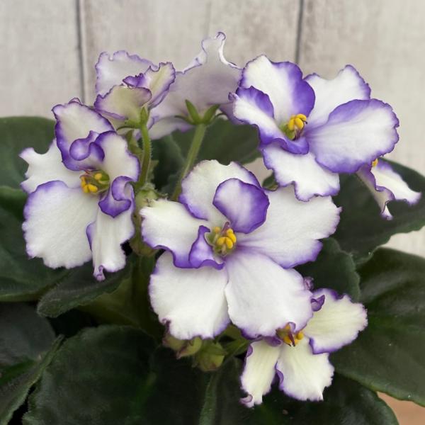 セントポーリア Zaca's ette 開花株 縞花 希少品種 セントポーリア