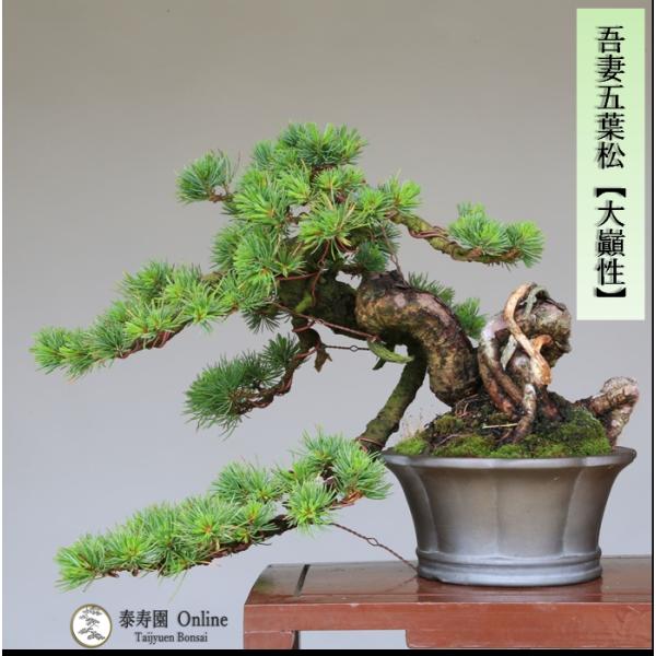 盆栽 吾妻五葉松『大巓性』小品盆栽 根上り懸崖づくり 【泰寿園 Online