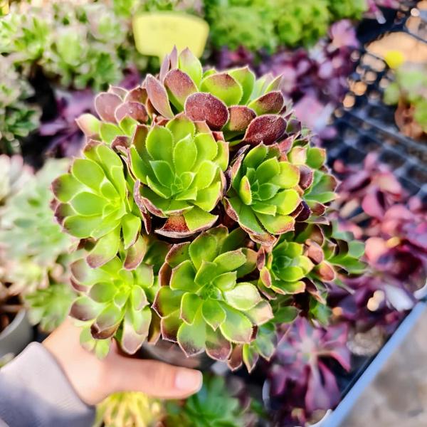 農園直売 多肉植物 アエオニウム属 オランダローズ（群）特大 観葉植物