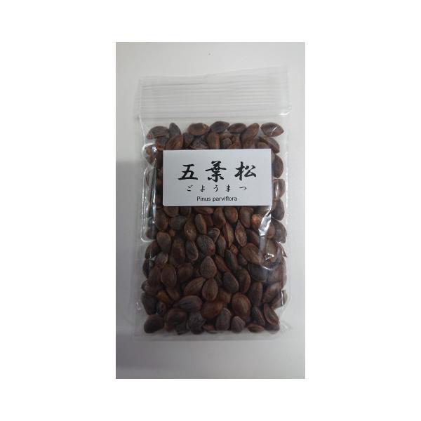 現品】五葉松 ゴヨウマツ ごようまつ 12号 7C番 現品】五葉松