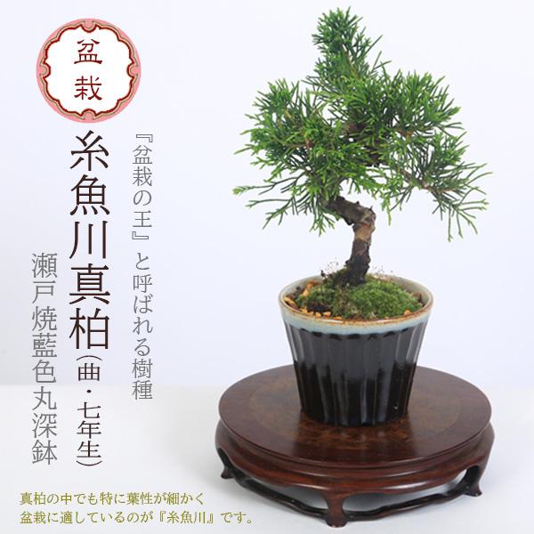 盆栽：糸魚川真柏（曲・7年生）*（瀬戸焼藍色丸深鉢）苔付き 鉢植え