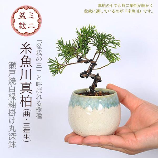 ミニ盆栽：糸魚川真柏（曲・3年生）*（瀬戸焼白緑釉掛け丸深鉢）お試し