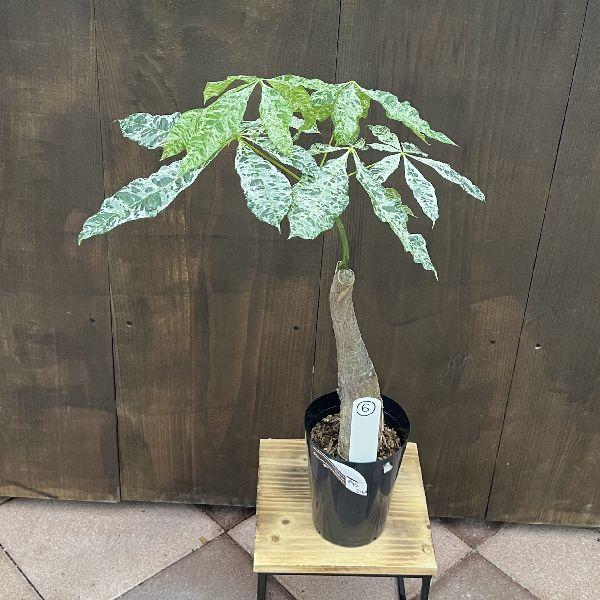おしゃれ 観葉植物：斑入りパキラ ミルキーウェイ*プラポット 現品をお