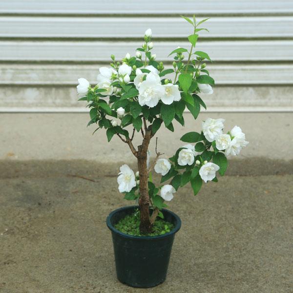 庭木・植木：バイカウツギ(梅花空木)ばいかうつぎ ポット : 遊恵盆栽