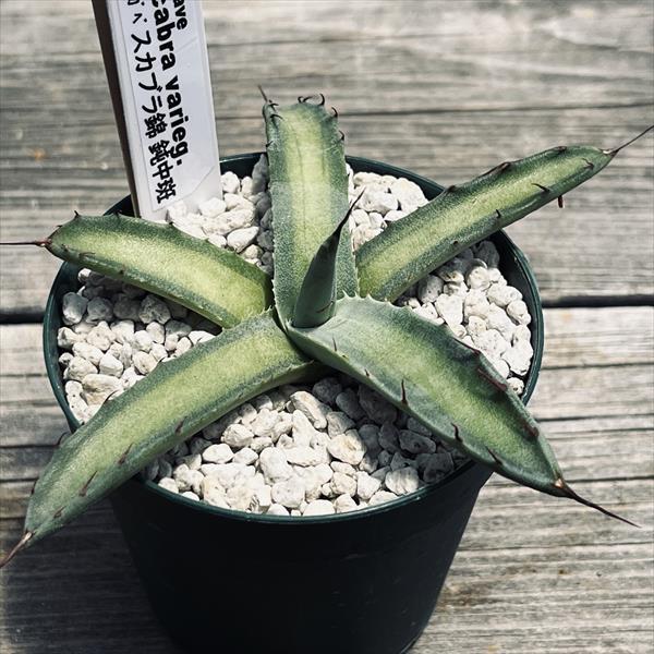 多肉植物：アガベ スカブラ錦 鈍中斑*幅12cm 現品！一品限り : 遊恵