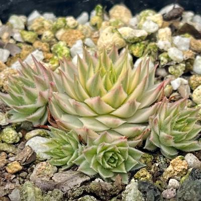 センペルビウム 輸入 レア‼️ Yellow Citrin センペルビウムの種類図鑑