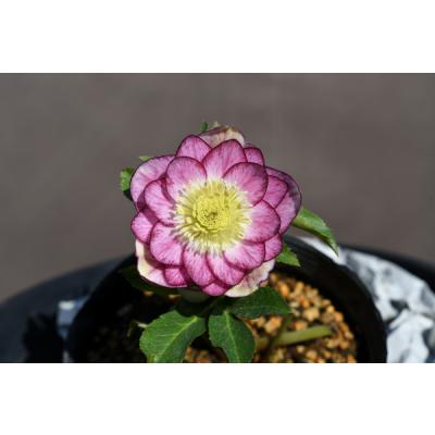 クリスマスローズ 開花株のおすすめ人気商品一覧 通販 - Yahoo