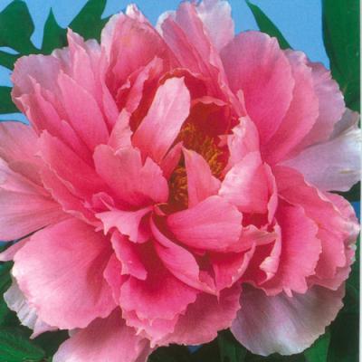 イングの森 花苗の専門店 - □ボタン(牡丹)｜Yahoo!ショッピング