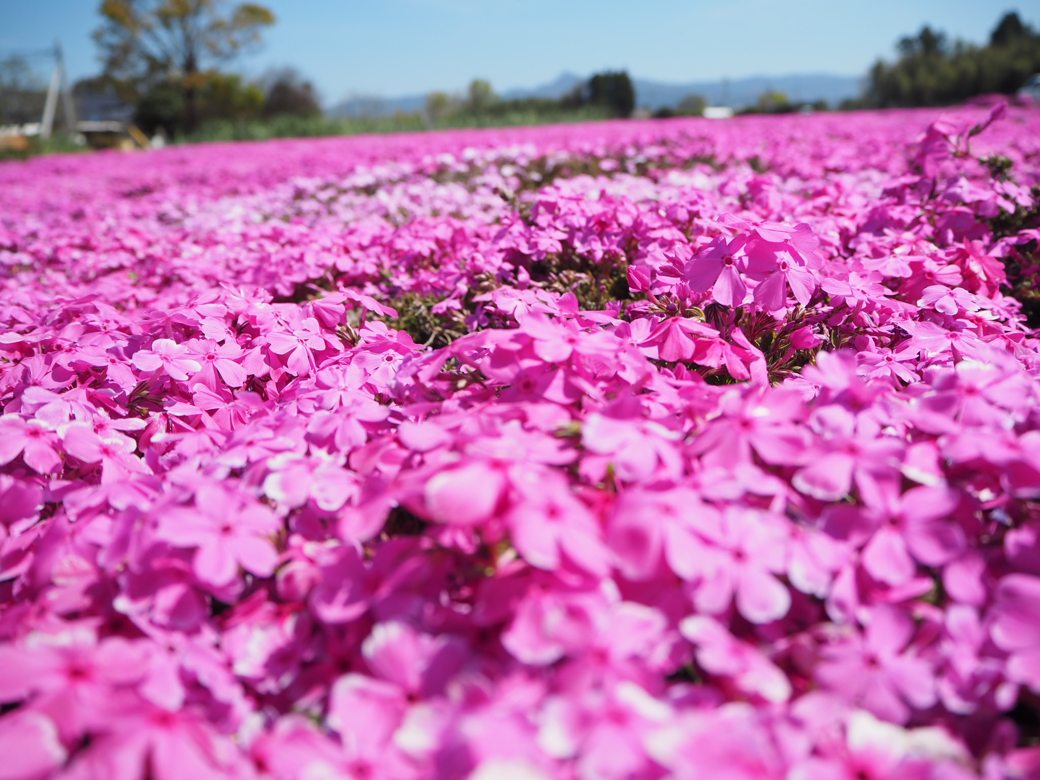 高尾野町紫引の芝桜が見頃を迎えています！ - 一般社団法人出水市観光