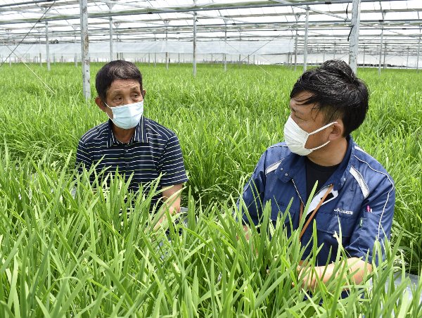 県産ニラ「全国首位」維持を - 【公式】JA高知県