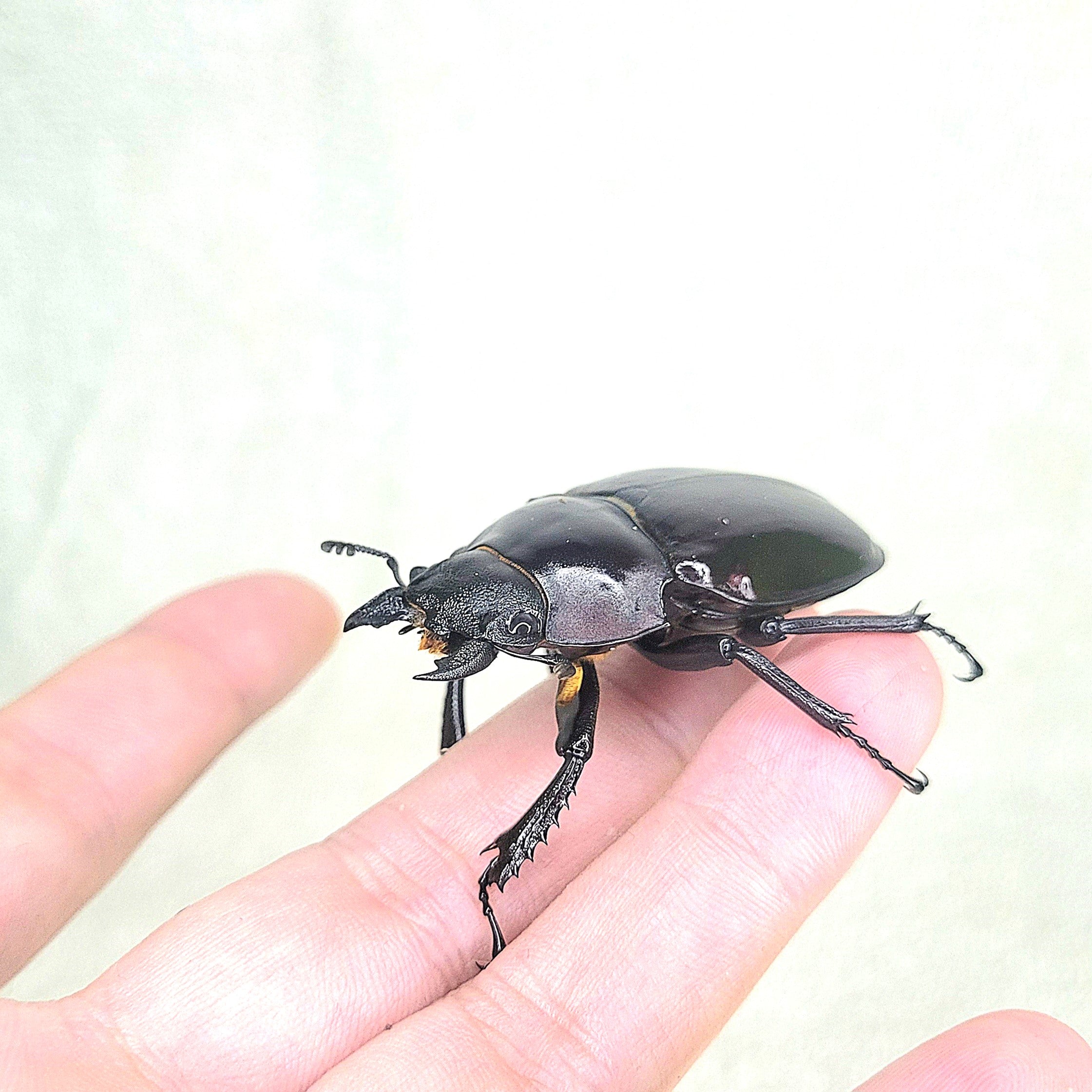 Taiwan Ghost Stag Beetle (Odontolabis siva parryi) – James' Beetle