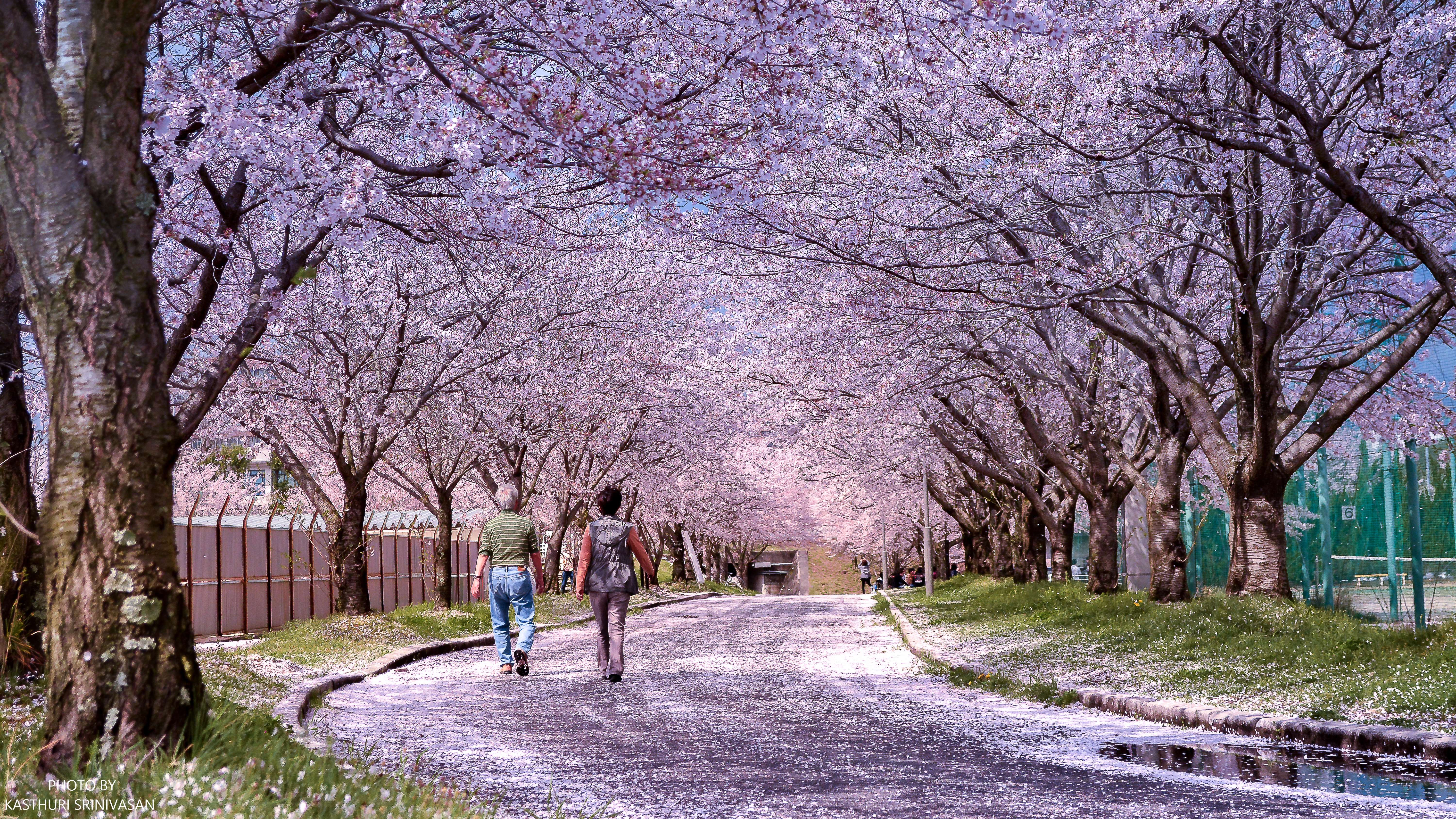 2018 May 14 – 31 – Sakura Photos by JAPAN Forward Readers | JAPAN