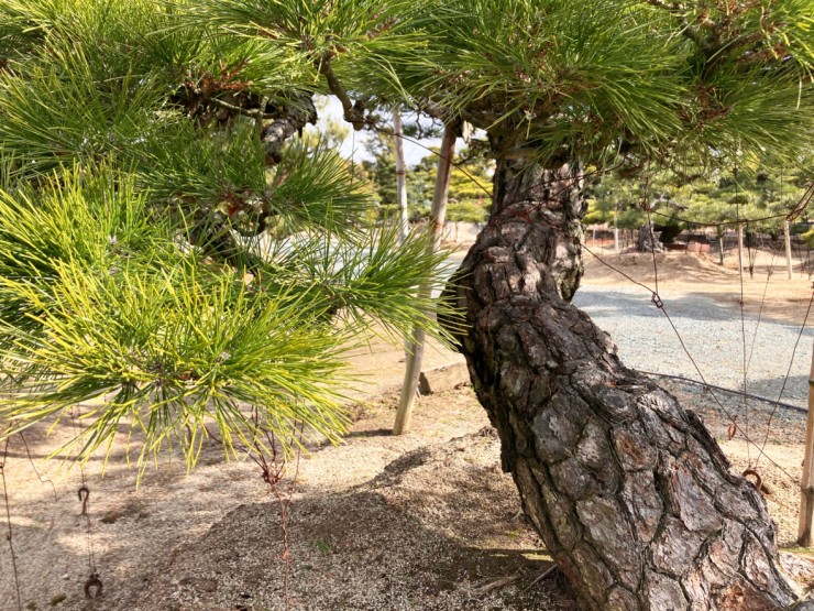 黒松は盆栽だけじゃない！庭木としての魅力 🌲✨ | 大津尚楽園 | 黒松