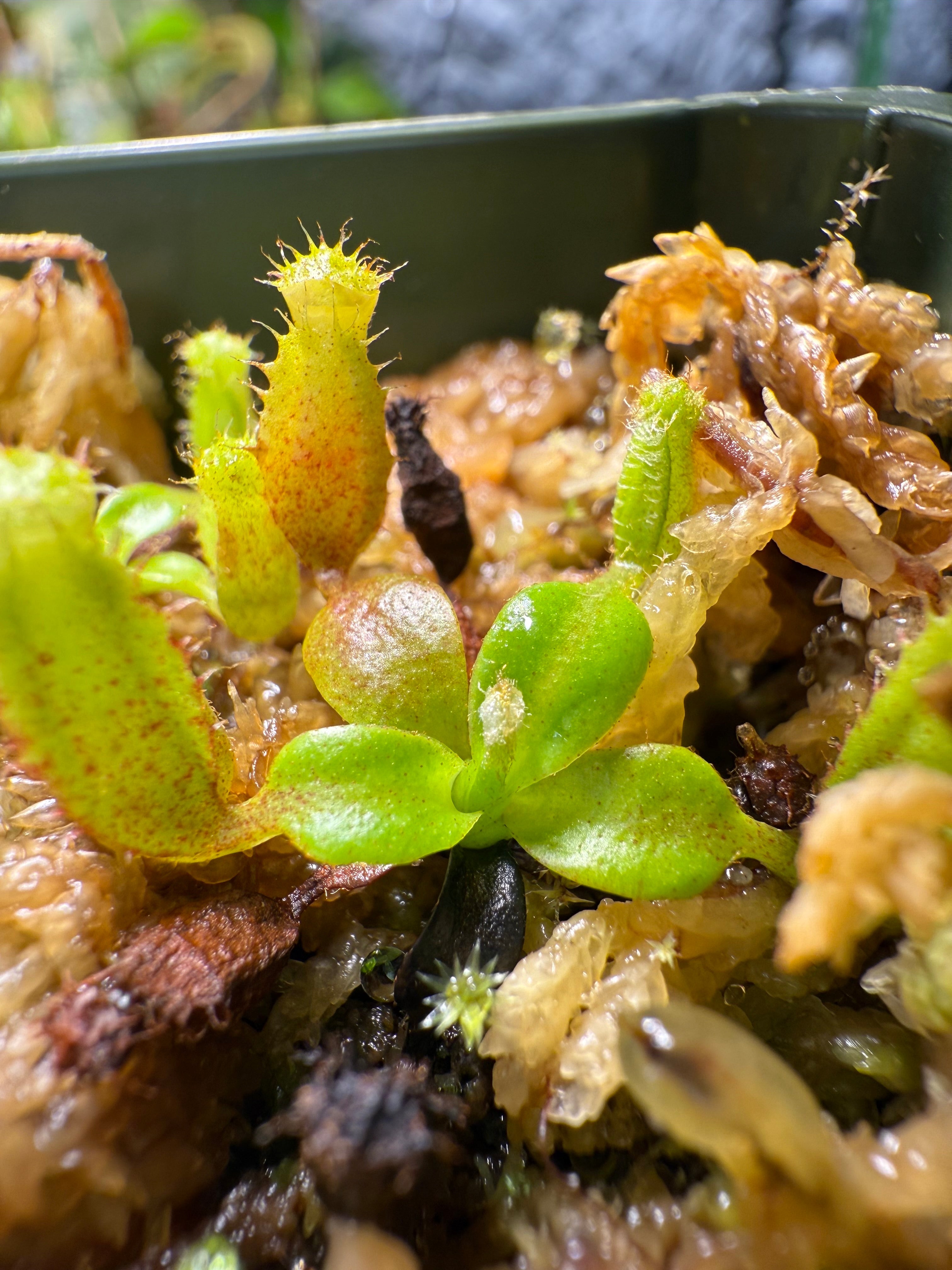 Nepenthes kinabaluensis (villosa x rajah) x villosa (Seed Grown