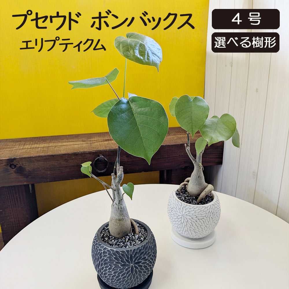 観葉植物 プセンド ボンバックス エリプティクム 4号 選べる樹形 現品