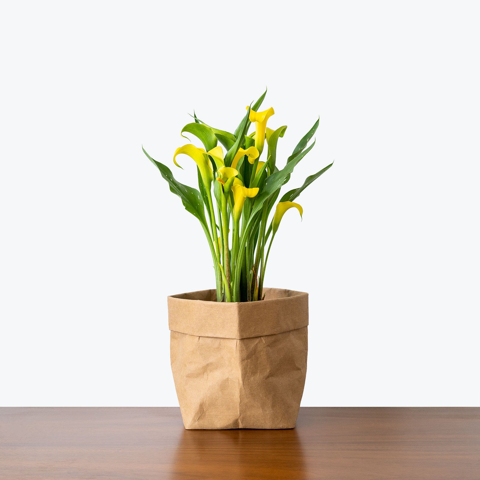 Calla Lily | Zantedeschia Aethiopica | Care Guide and Pro Tips