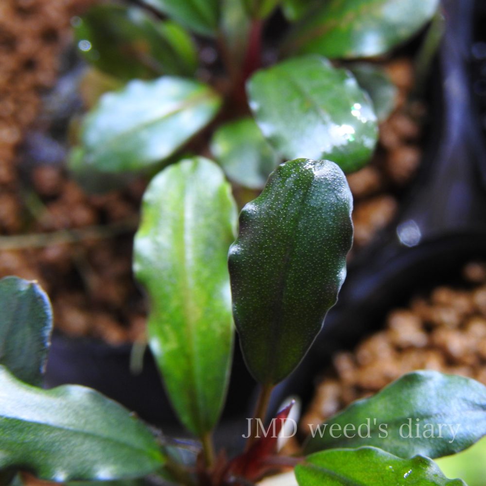 ブセファランドラ sp.レッド メロンBucephalandra sp.red melon ブセの