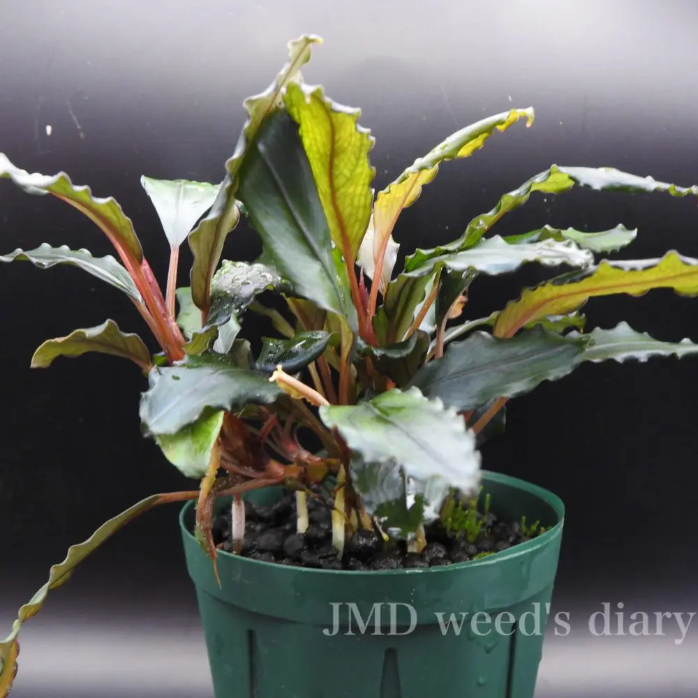 Bucephalandra sp. wide leaf ghost🌱ブセファランドラsp.ワイドリーフ