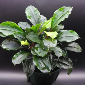 Bucephalandra sp. 