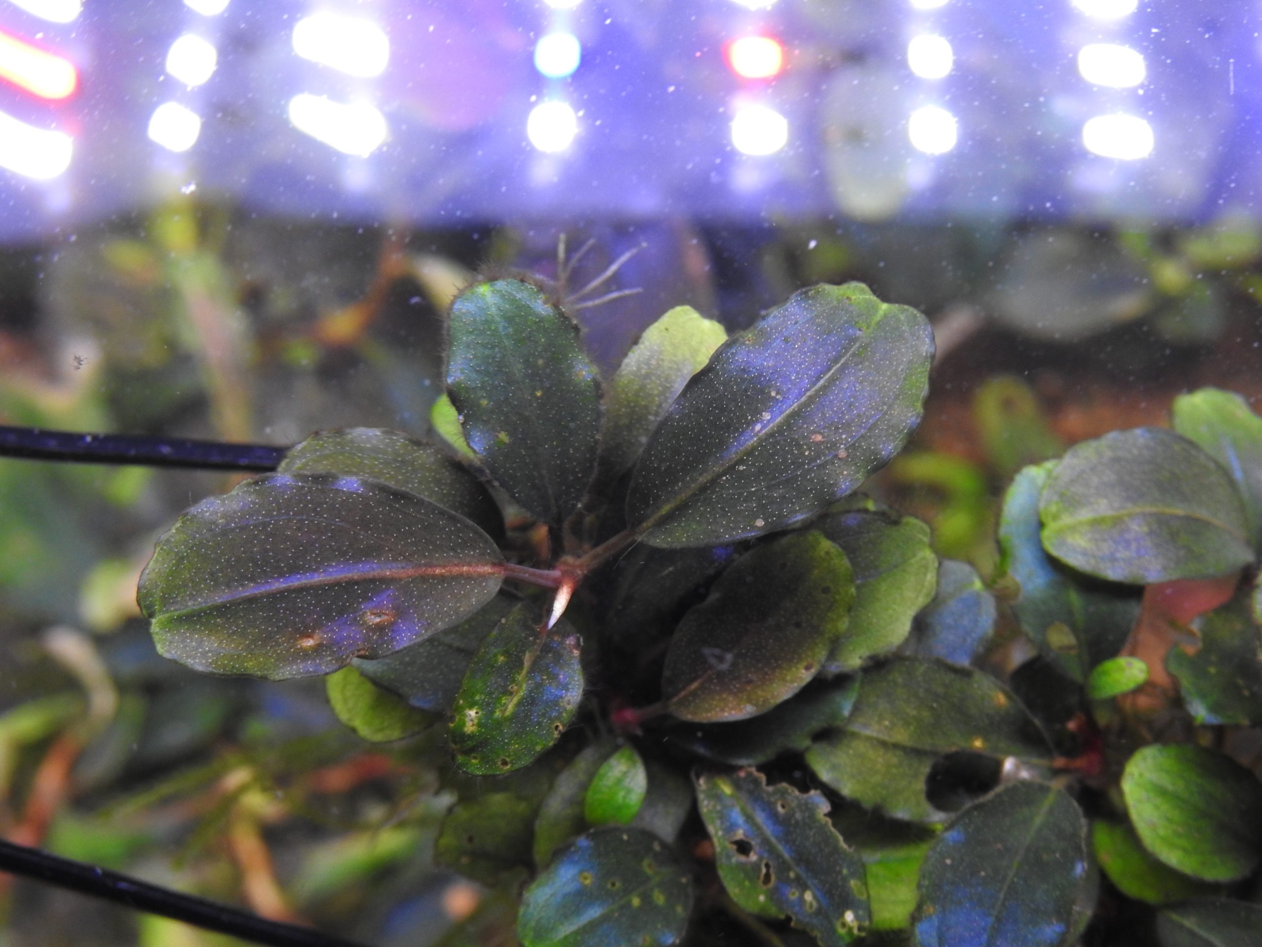 ブセファランドラsp.ナンガタマン❣️Bucephalandra sp.Nanga Taman
