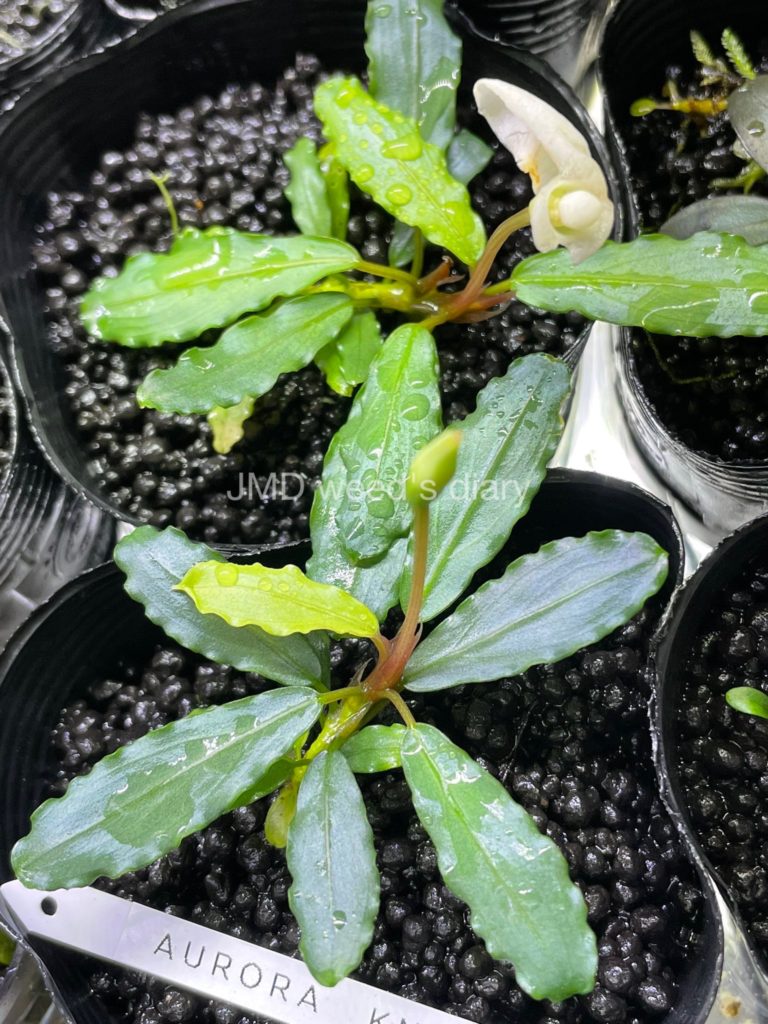 ブセファランドラsp.オーロラ❣️Bucephalandra sp.aurora KN便 銀葉の