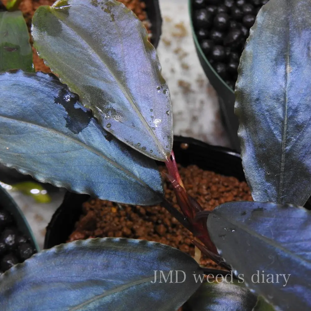 ブセファランドラ sp.スーパー ブルー🐧Bucephalandra sp.super blue