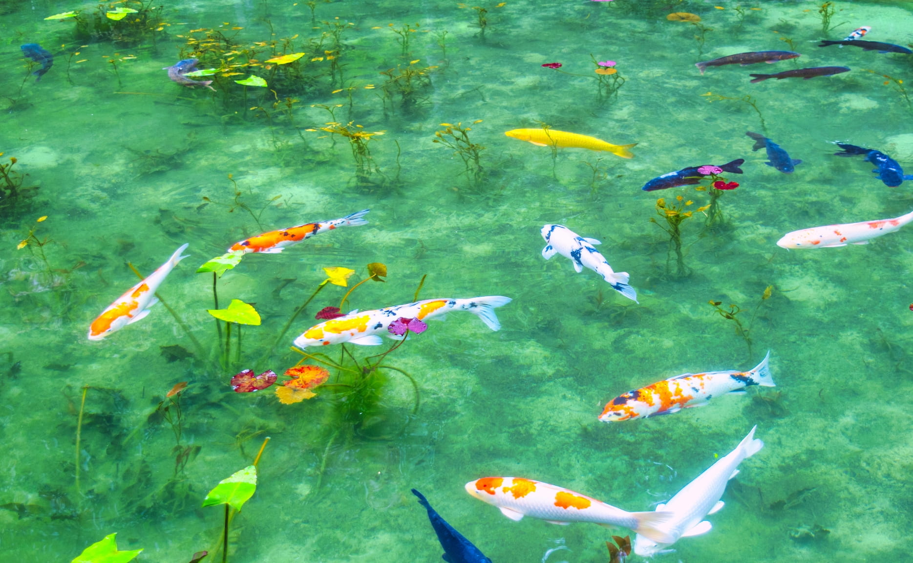 全日本錦鯉振興会