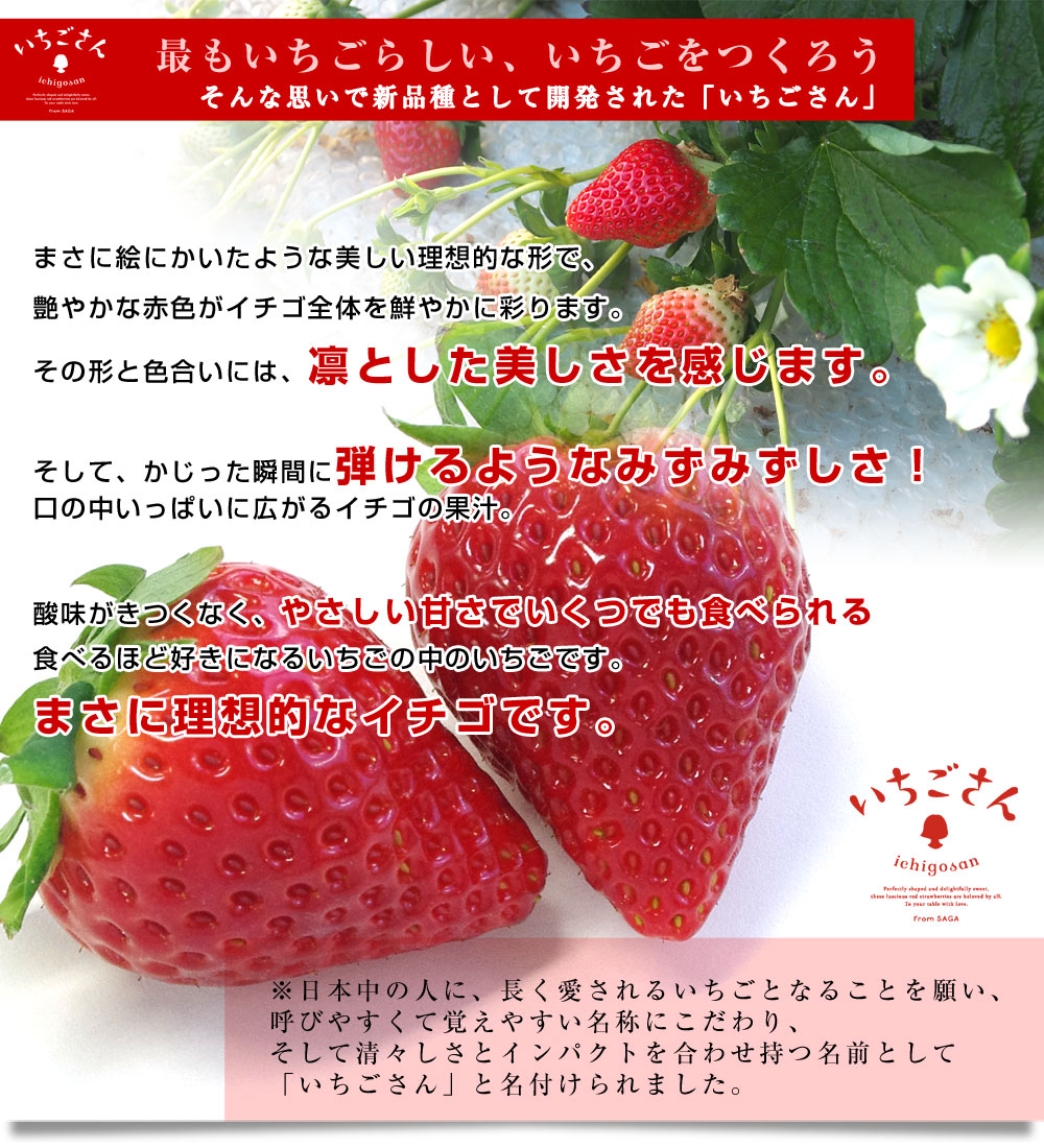佐賀県より産地直送 JAからつ 新品種いちご いちごさん DX 450g 15粒