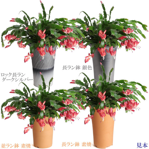 素焼 並ラン鉢 4号 商品詳細｜株式会社カネ由商店｜創業明治43年