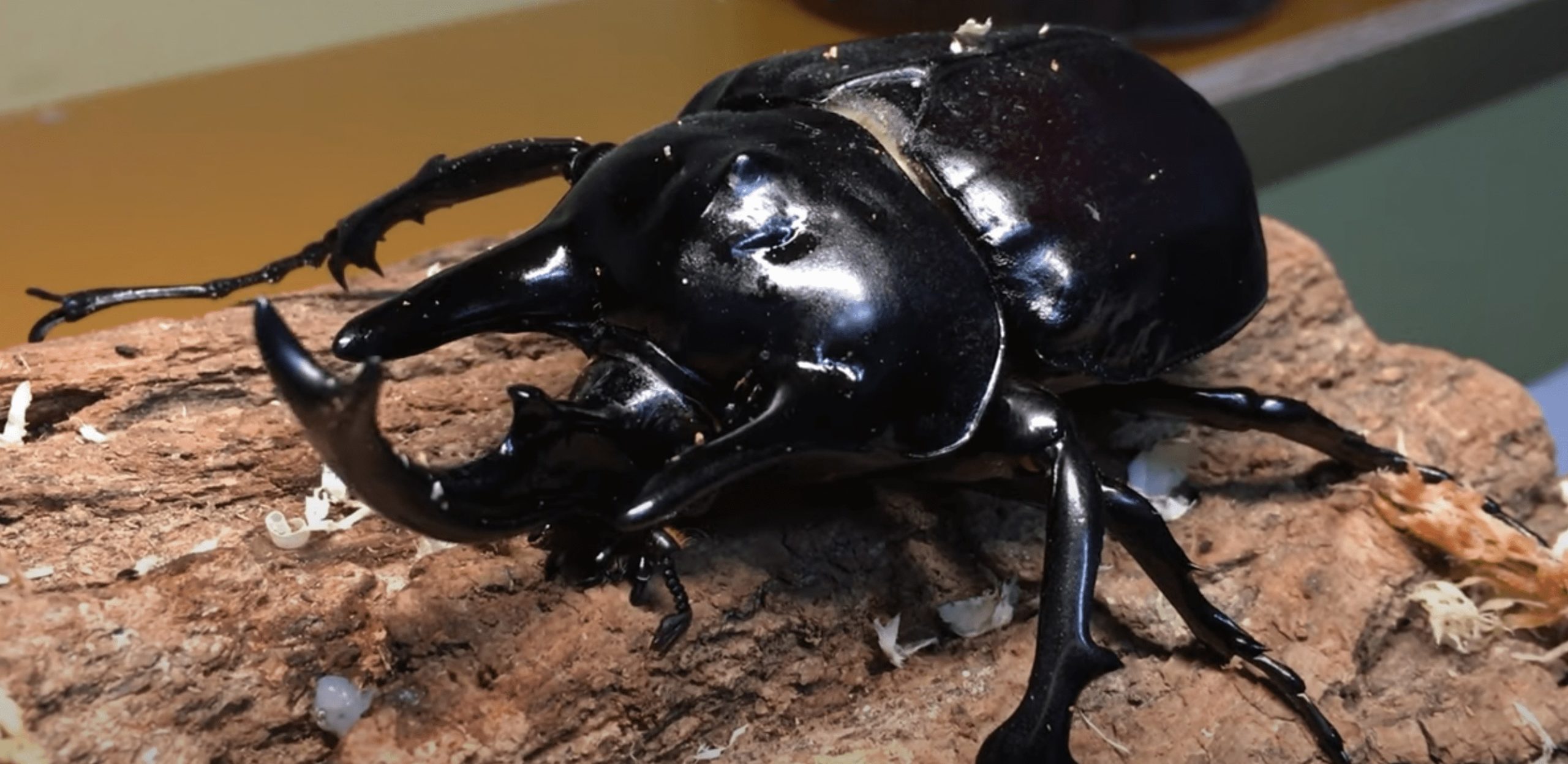 アクティオンゾウカブト（レックスゾウカブト）とは？飼育方法も
