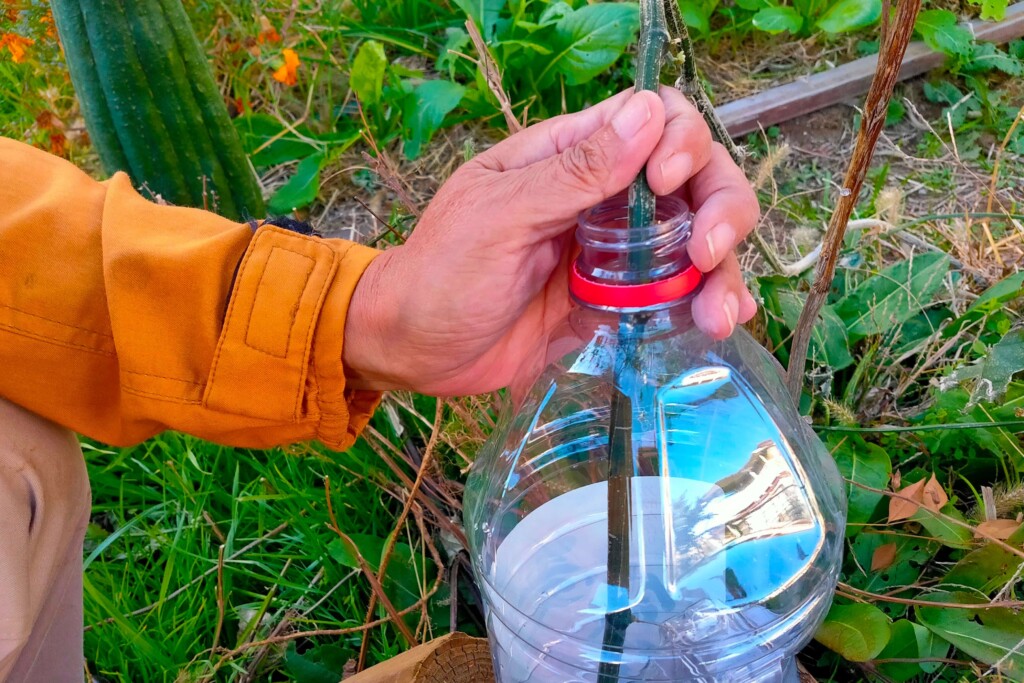 簡単でした！ヘチマ水の取り方と化粧水の作り方 | カジトラ