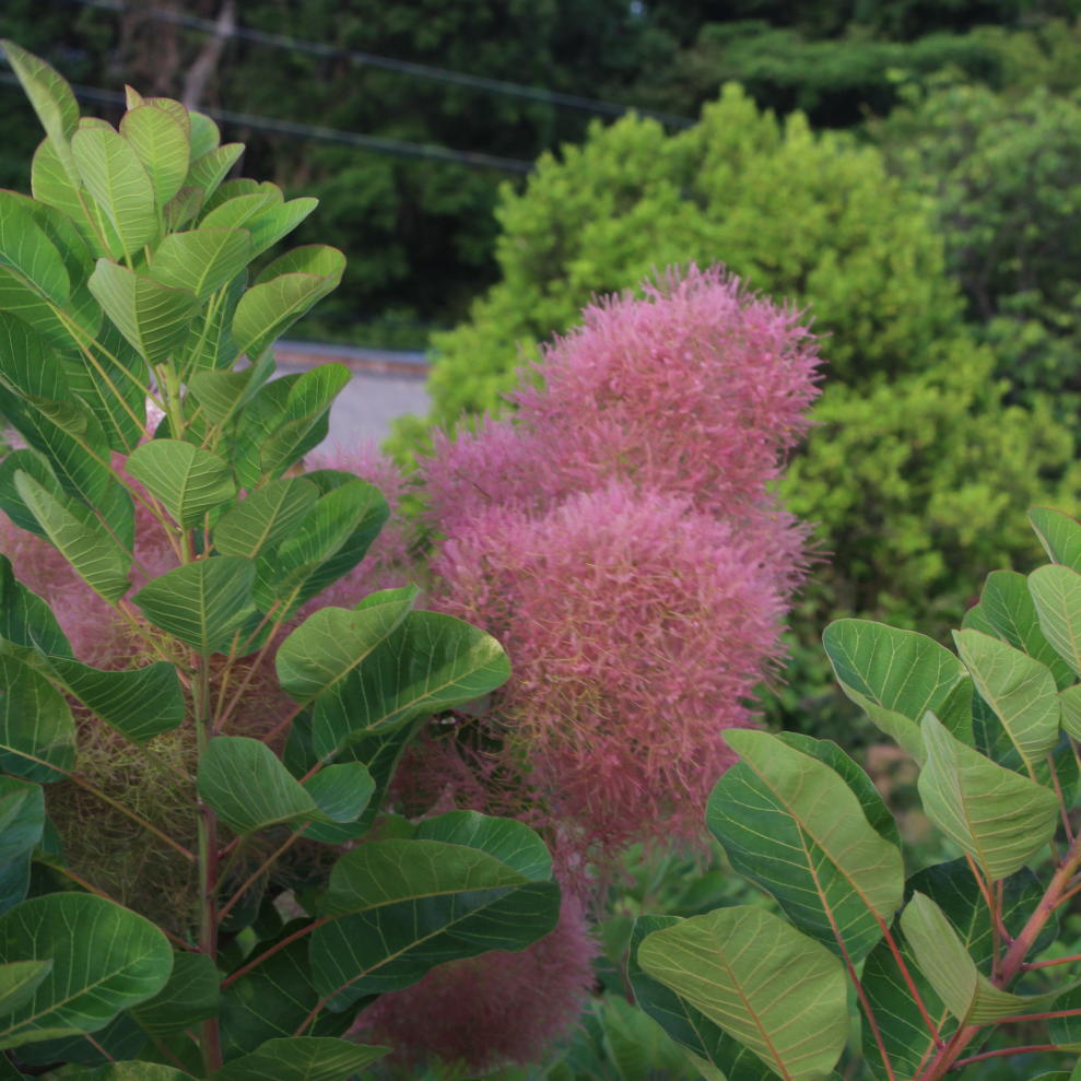 スモークツリー・マロンシュシュ 9cmポット苗 - Web-Garden 花光園