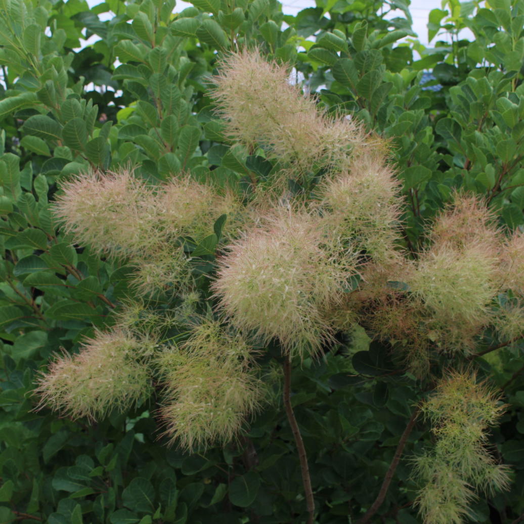 スモークツリー・パステルシュシュ 9cmポット苗 - Web-Garden 花光園