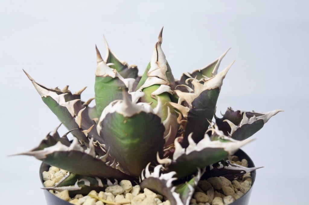 成長記録】アガベ チタノタ レッドキャットウィーズル(Agave titanota