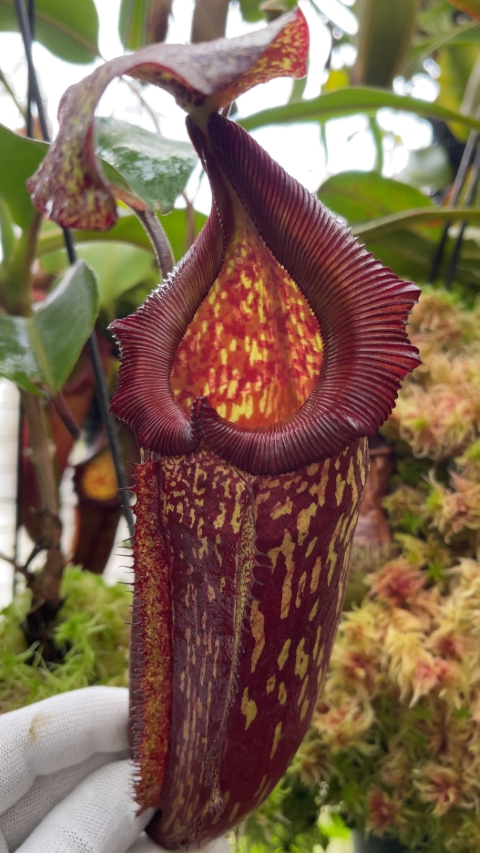 N. maxima x 'trusmadiensis' - selected clones: BE-3709 - Kenny