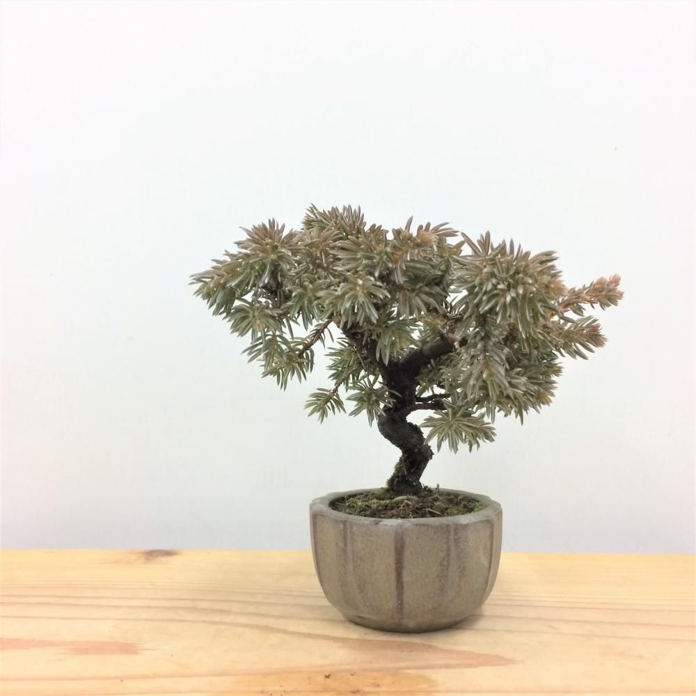 盆栽 紫杜松/盆栽、多肉植物、塊根植物、観葉植物通販/KIDORI -キドリ-