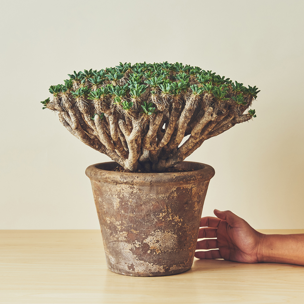 ユーフォルビア ギラウミニアナ/盆栽、多肉植物、塊根植物、観葉植物