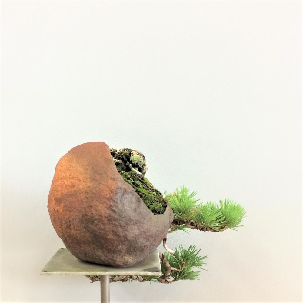 盆栽 五葉松/盆栽、多肉植物、塊根植物、観葉植物通販/KIDORI -キドリ-